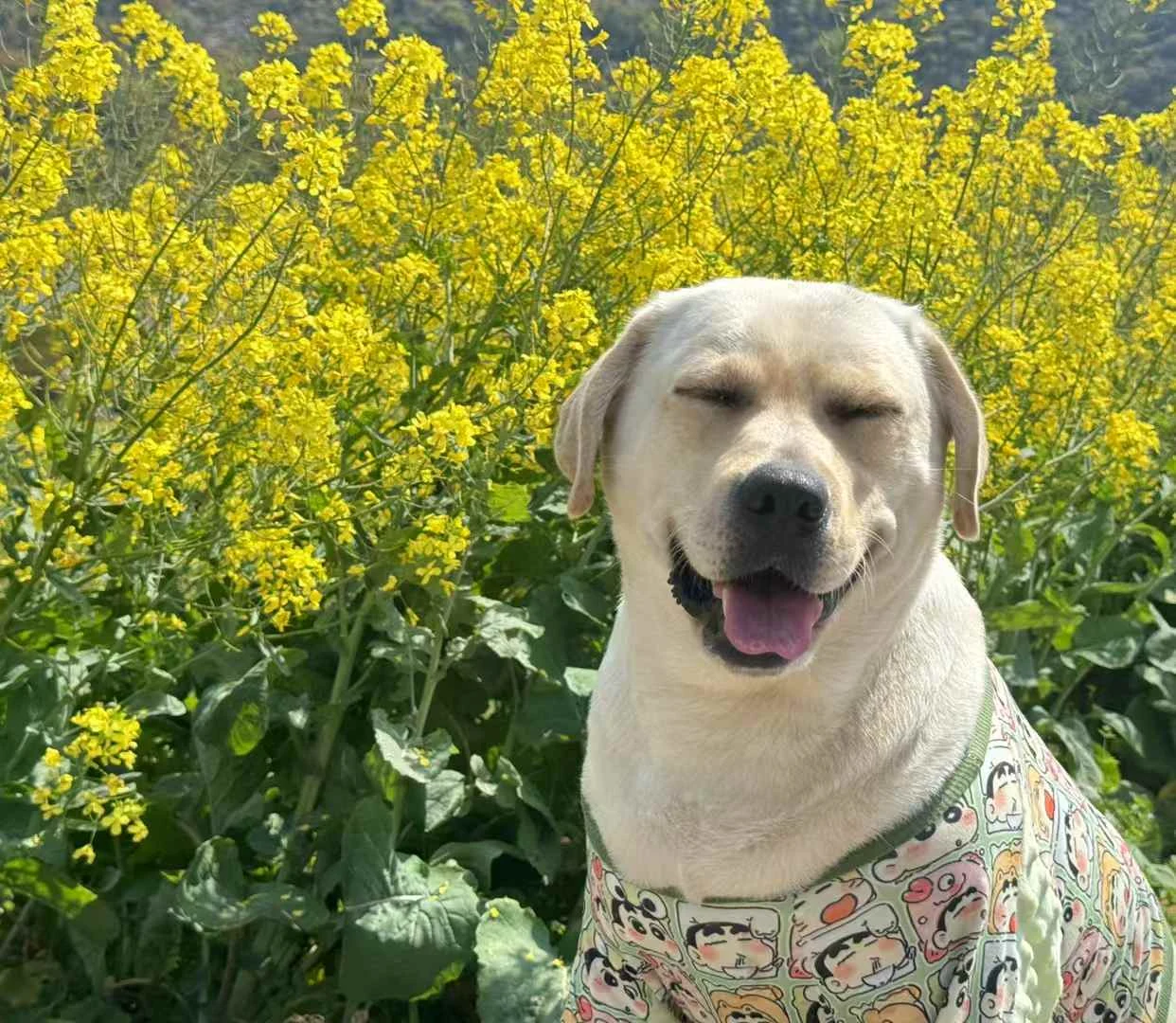 油菜花田里的拉布拉多实拍照片